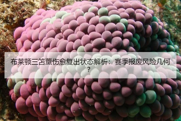 bu-lai-dun-san-shan-xun-shang-yu-fu-chu-zhuang-tai-jie-xi-sai-ji-bao-fei-feng-xian-ji-he-3-671.jpg